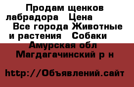 Продам щенков лабрадора › Цена ­ 20 000 - Все города Животные и растения » Собаки   . Амурская обл.,Магдагачинский р-н